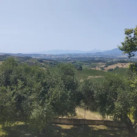 Palme E Vigne *